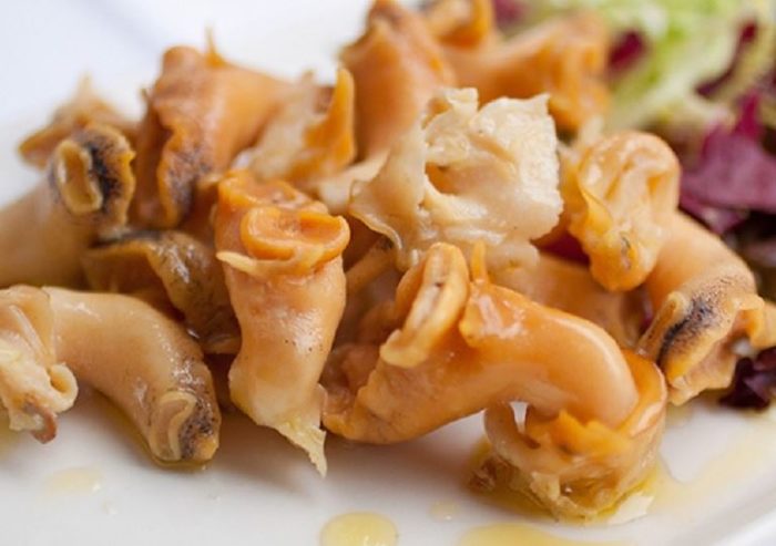 Трубач описание моллюска, особенности, виды, образ жизни