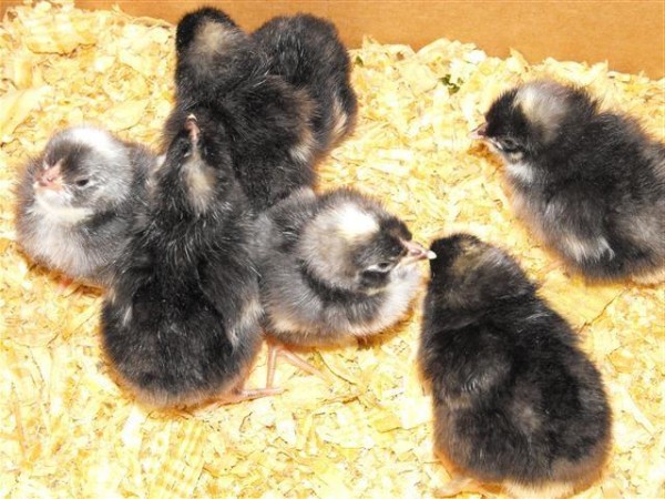 Цыплята породы Супер Харка