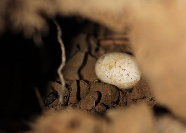 Гаттерия, или туатара (лат