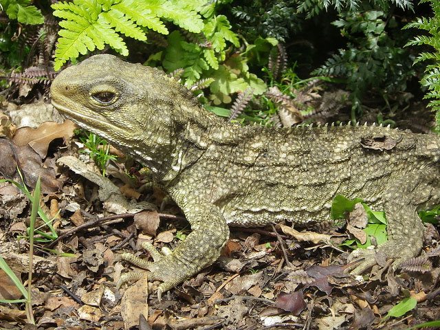 Гаттерия, или туатара (лат