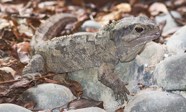 Гаттерия, или туатара (лат