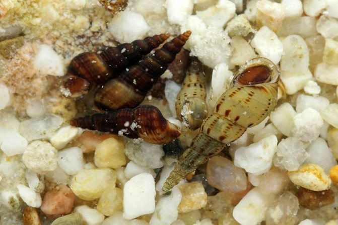 Улитка Мелания с описанием