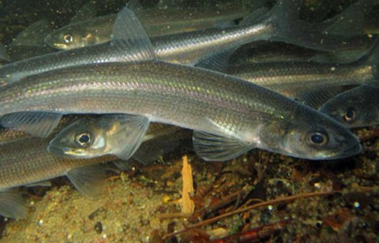 Животные урала занесенные в красную книгу, охраняемые растения Свердловской области