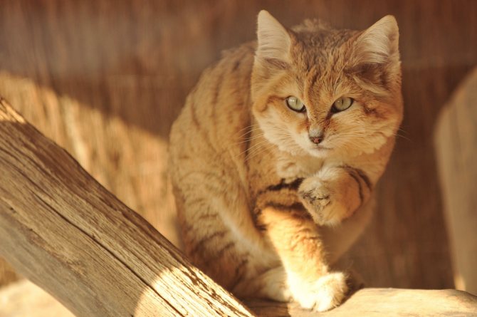 Барханный кот – как правильно ухаживать за таким экзотическим питомцем, интересные факты о породе