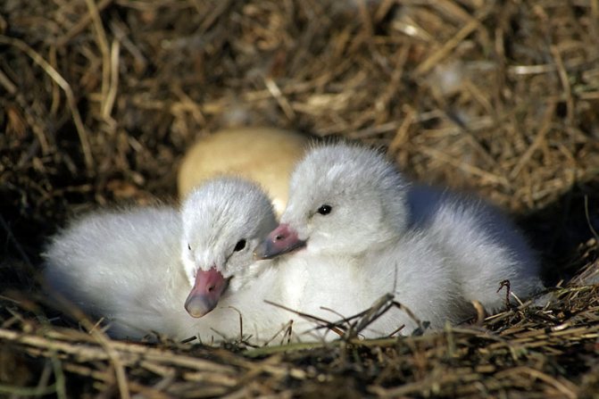 Тундровый лебедь