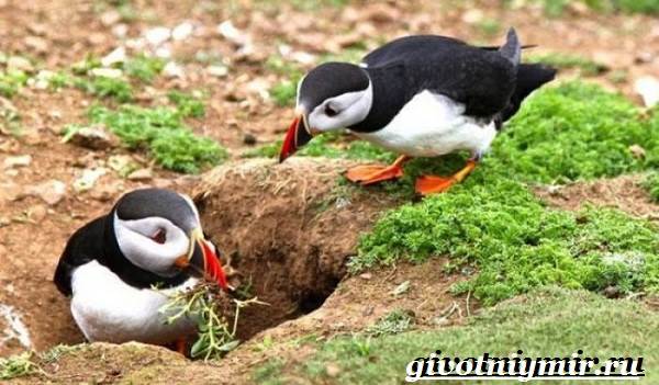 Тупик-птица-Образ-жизни-и-среда-обитания-птицы-тупик-10