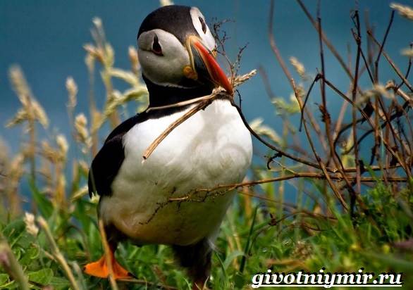 Тупик-птица-Образ-жизни-и-среда-обитания-птицы-тупик-9