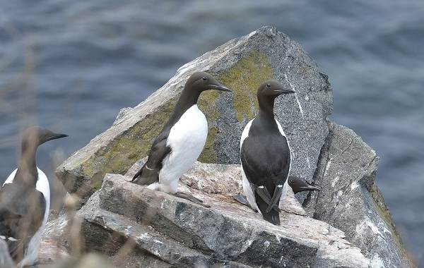 Тупик-птица-Описание-особенности-виды-образ-жизни-и-среда-обитания-тупика-4