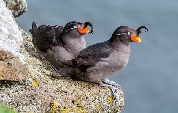 Тупик-птица-Описание-особенности-виды-образ-жизни-и-среда-обитания-тупика-5