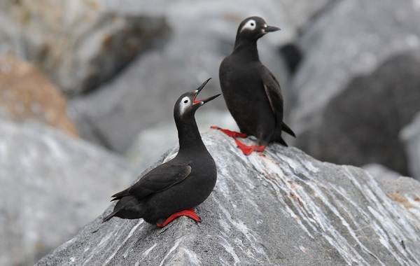 Тупик-птица-Описание-особенности-виды-образ-жизни-и-среда-обитания-тупика-6
