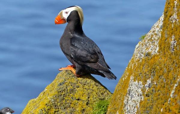 Тупик-птица-Описание-особенности-виды-образ-жизни-и-среда-обитания-тупика-7