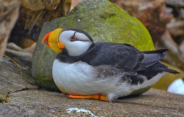 Тупик-птица-Описание-особенности-виды-образ-жизни-и-среда-обитания-тупика-20