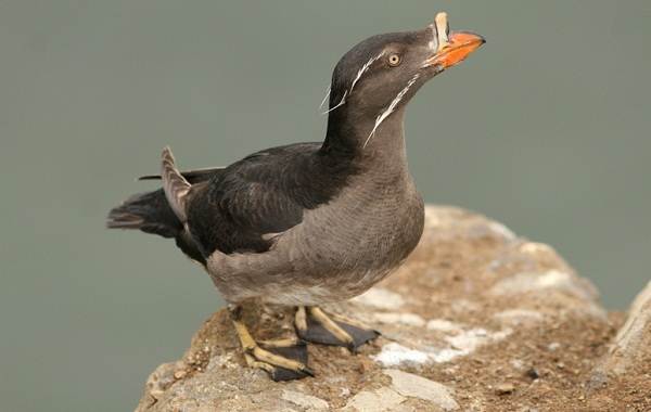 Тупик-птица-Описание-особенности-виды-образ-жизни-и-среда-обитания-тупика-8