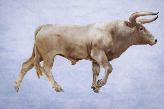 Вымершее древнее животное дикий тур — предок современных коров и быков