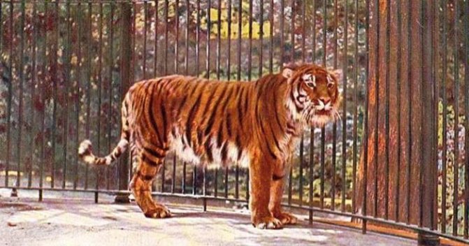 Тигры в Казахстане