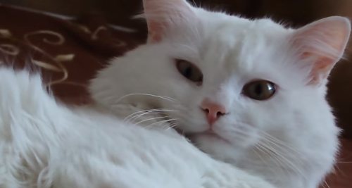 Почему кошки не переносят водные процедуры