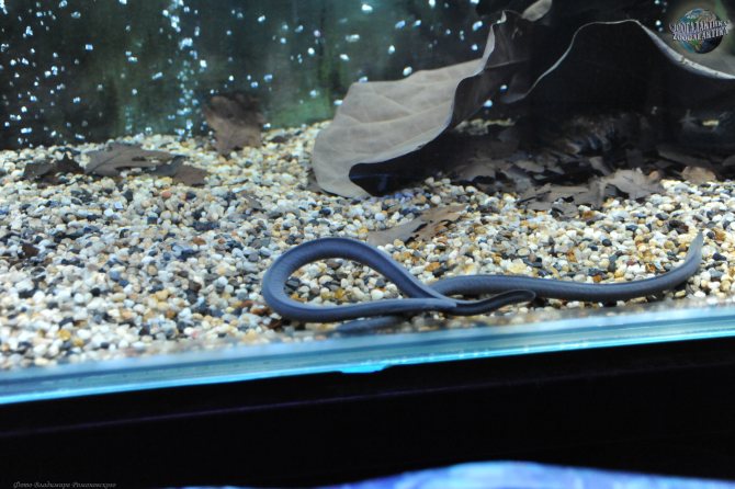 Отряд безногих земноводных – червяги