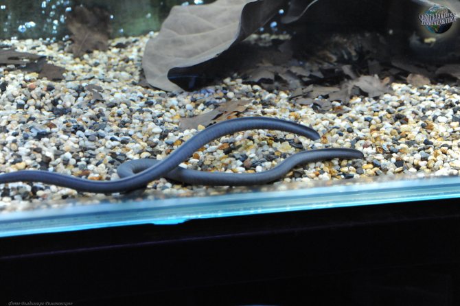 Отряд безногих земноводных – червяги