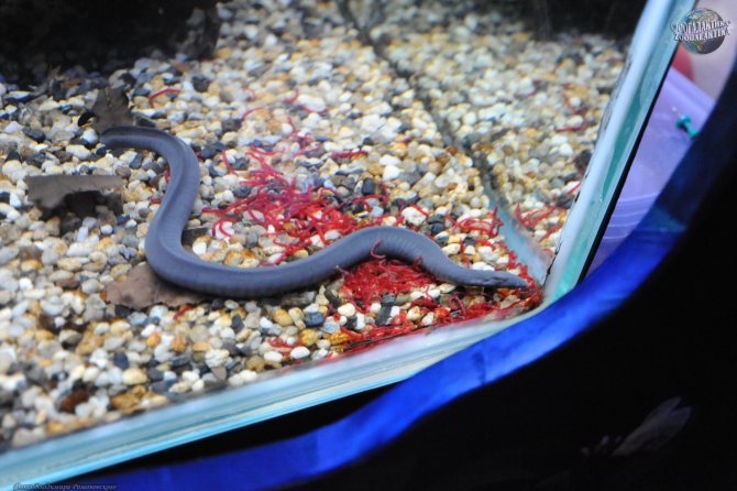 Отряд безногих земноводных – червяги