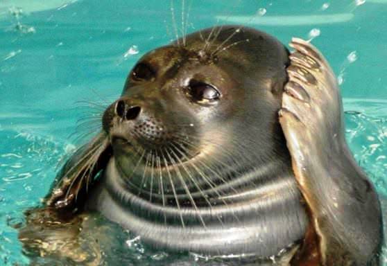 Тюлень чешет голову лапой