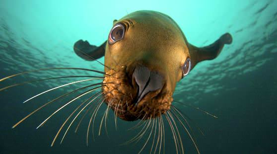 Тюлень плывет под водой