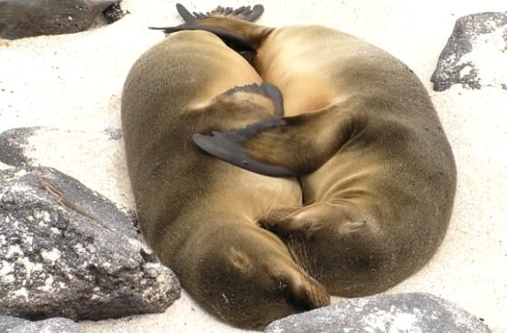 Тюлени спят