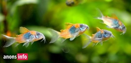 Коридорас Венесуэльский (Corydoras venezuelanus)