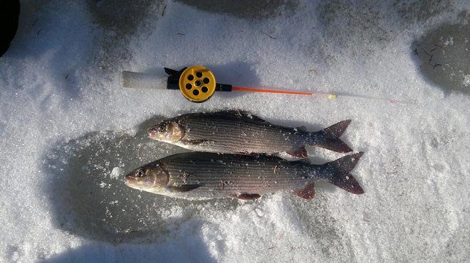 Удочка на хариуса