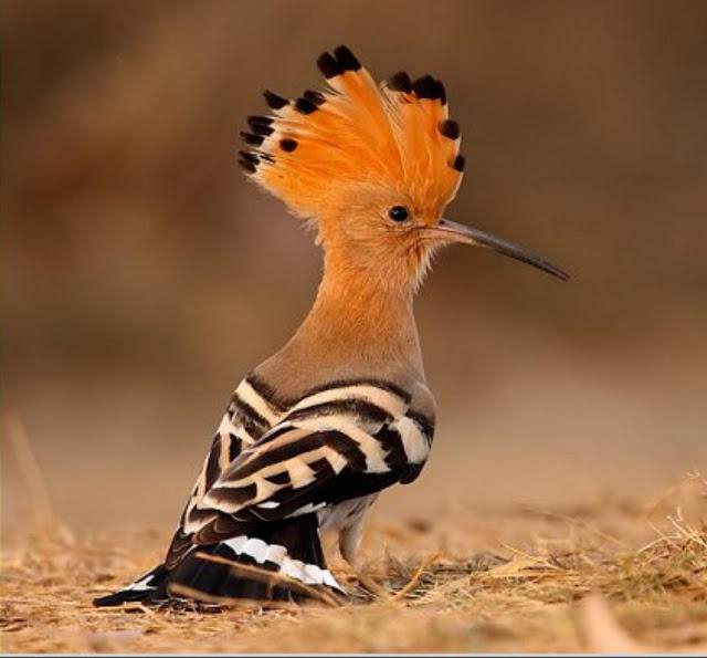 картинка удода