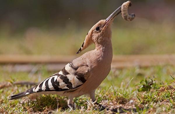 Удод-птица-Описание-и-особенности-3