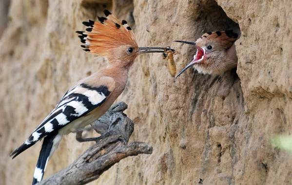 Удод-птица-Описание-и-особенности-7