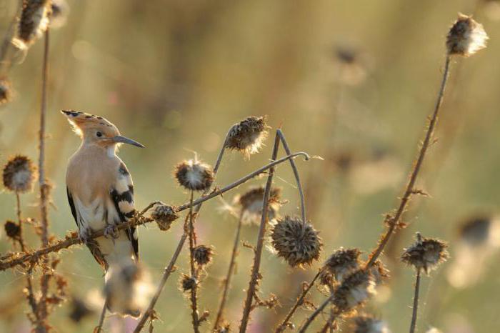перелетная птица