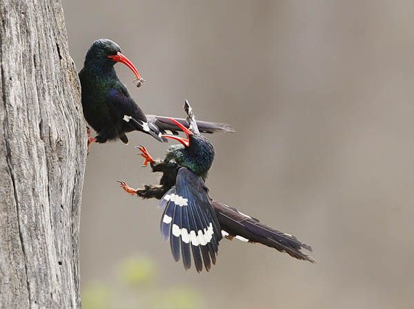 Удод: описание, как выглядит, где обитает, самец и самка