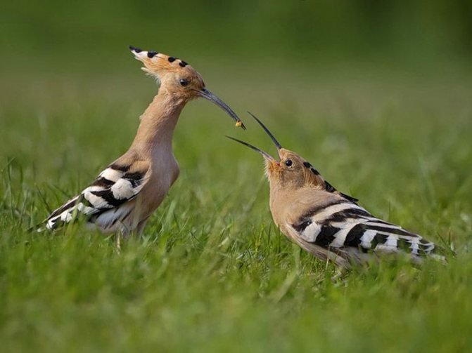 Удод: описание, как выглядит, где обитает, самец и самка