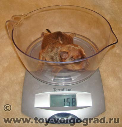 уход за новорожденными щенками той терьера