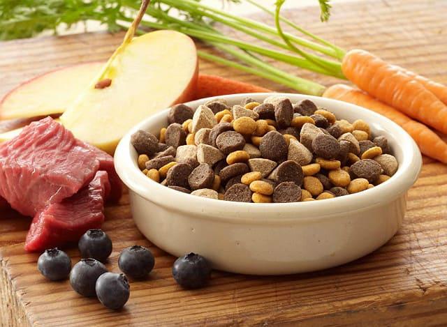 Уход и содержание той-терьера: как ухаживать за мальчиком или девочкой в 1 и 2 месяца