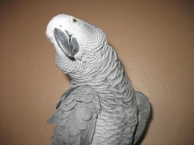 Сколько живут жако в домашних условиях