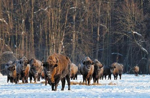 Зубр из Красной книги: внешний вид, питание, размножение