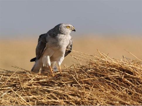 Полевой лунь: описание птицы, особенности, виды, образ жизни