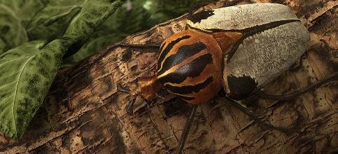 Как выглядит жук-голиаф