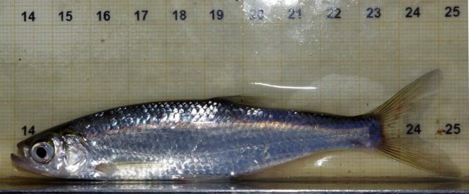 Рыба уклейка – описание, краткая информация