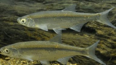 Рыба уклейка – описание, краткая информация