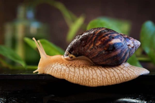 Улитки ахатины