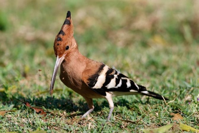 Фото Upupa epops ceylonensis