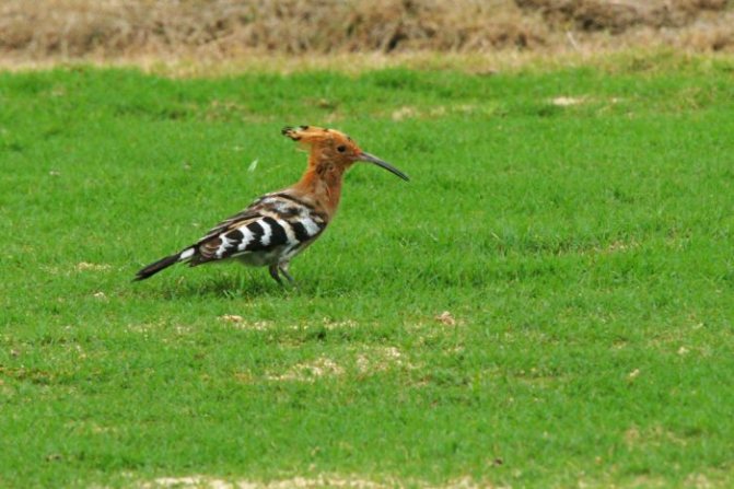 Фото Upupa epops longirostris