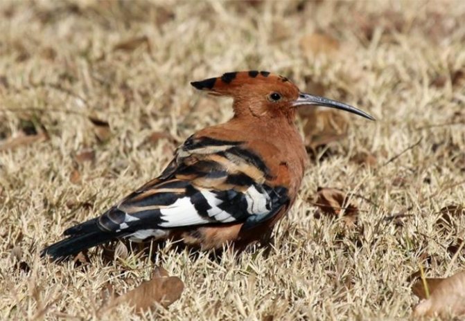 Вайбели фото Upupa Epop