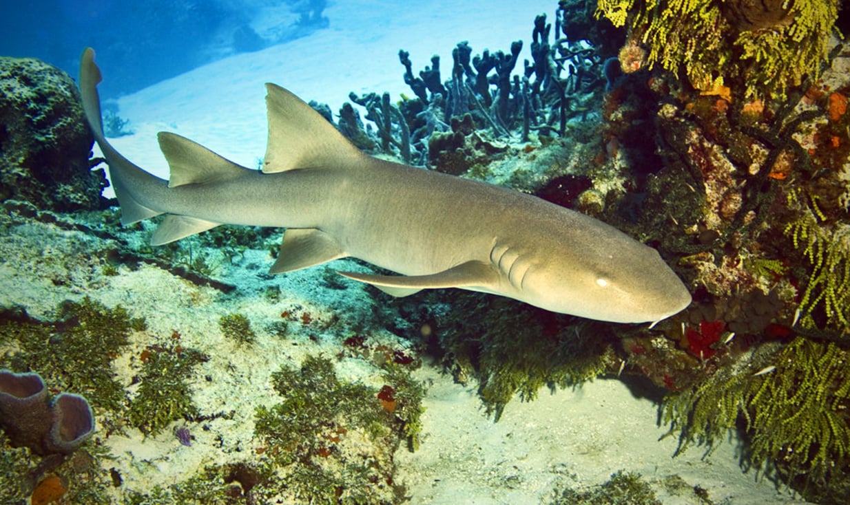 Усатая акула-медсестра