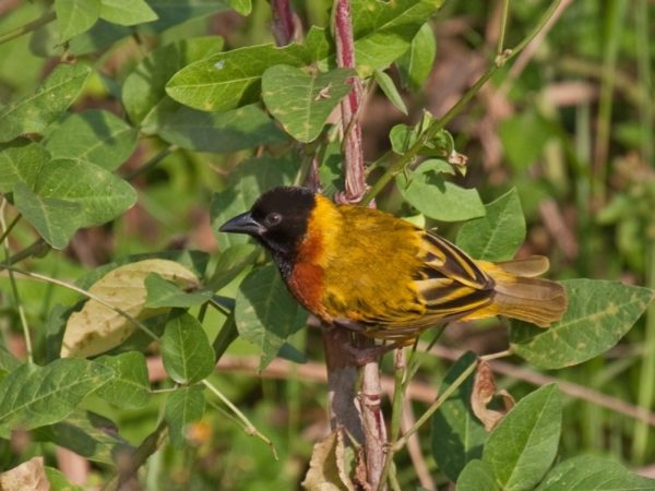 Ткачик птица