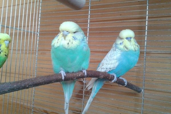 Условия содержания птиц