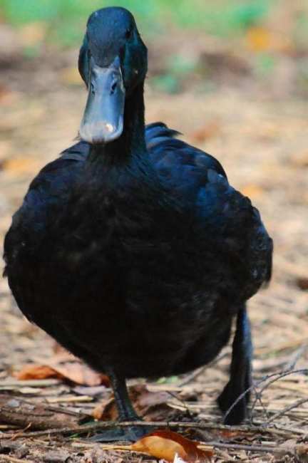 Утка каюга: описание, фото, особенности содержания и разведения - полезные знания для бизнеса на News4Smart.ru